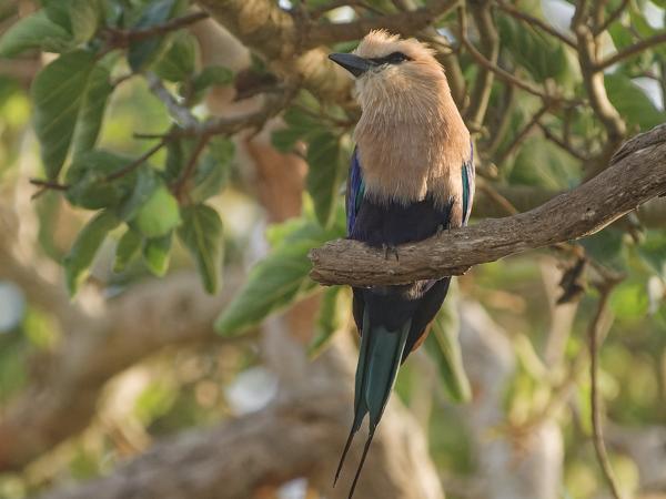 <h3><a href="/trips/gambia/biota/animalia/chordata/aves/037 coraciiformes/001 coraciidae/coracias cyanogaster/coracias cyanogaster-nl.html">Coracias&nbsp;cyanogaster</a> / Blue‑bellied&nbsp;roller / Blauwbuikscharrelaar</h3>OM-1 Mark II met OLYMPUS M.150-400mm F4.5 TC, 1/2000 sec  bij F5.6, ISO 3200, afstand 18.8&nbsp;m